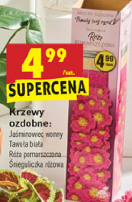 Tawu艂a bia艂a promocja