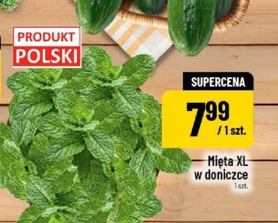 Mięta XL w doniczce promocja w POLOmarket