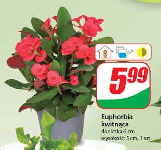 Euphorbia promocja