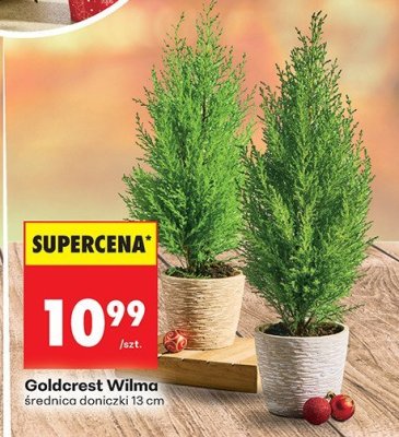 Roślina Goldcrest Wilma promocja w Biedronka