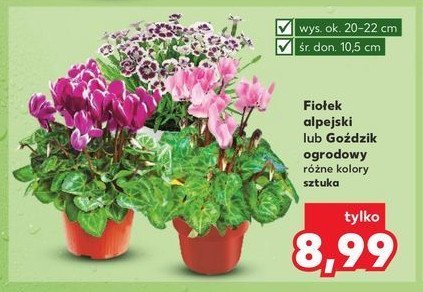 Goździk ogrodowy śr. 10.5 cm promocja w Kaufland