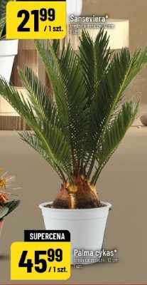 Palma cykas roślina doniczkowa promocja w POLOmarket