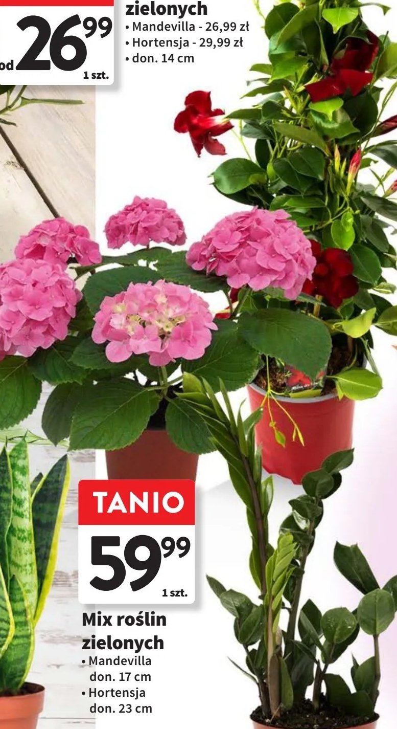Hortensja w doniczce 艣r. 23 cm promocja