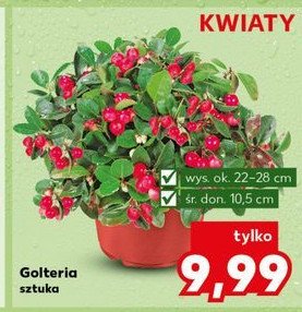 Golteria w doniczce 10.5 cm promocja