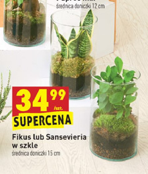 Sansevieria w szkle 15 cm promocja