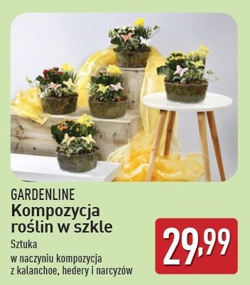 Kompozycka roślin w szkle GARDEN LINE promocja w Aldi