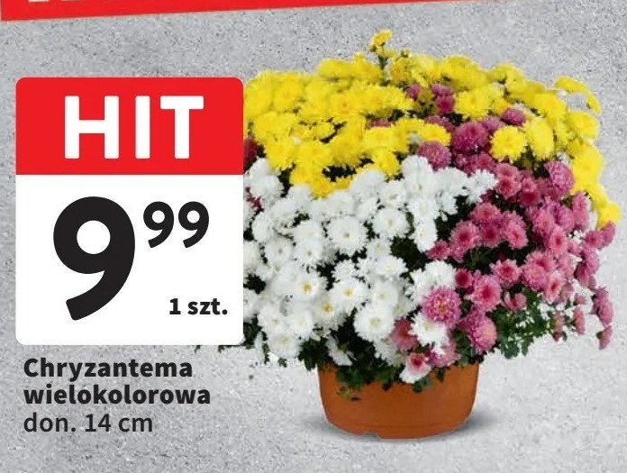 Chryzantema wielokolorowa promocja w Intermarche