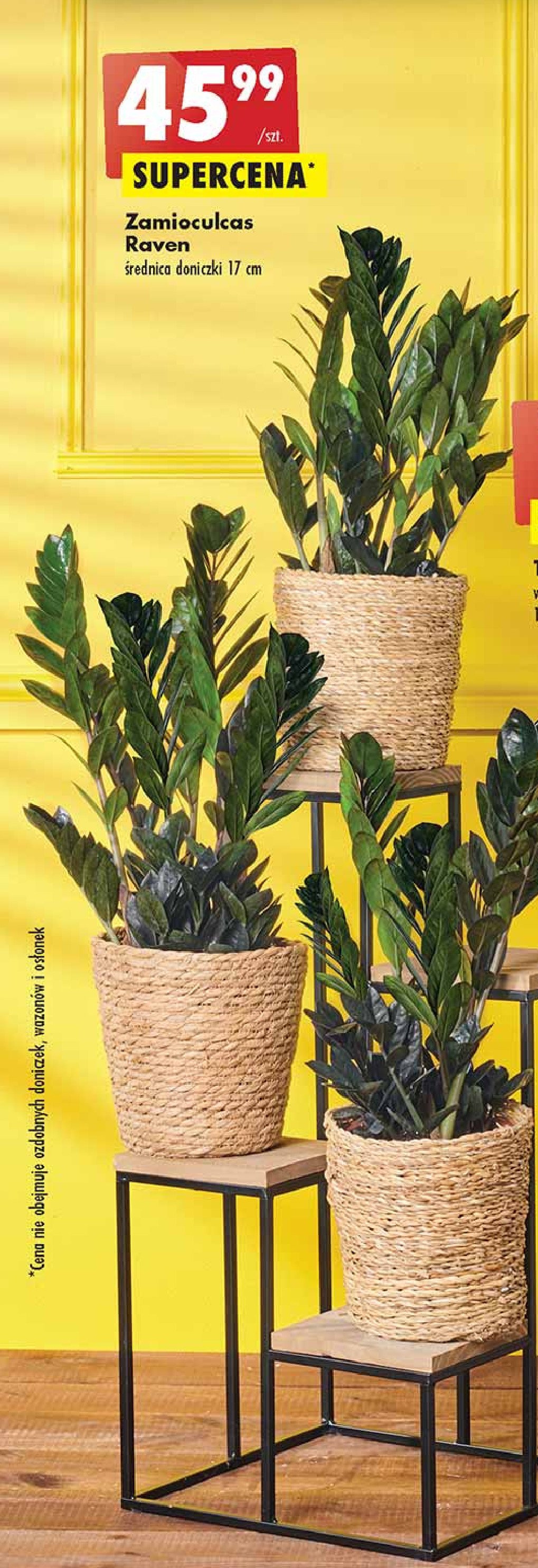 Zamioculcas raven 艣r. 17 cm promocja