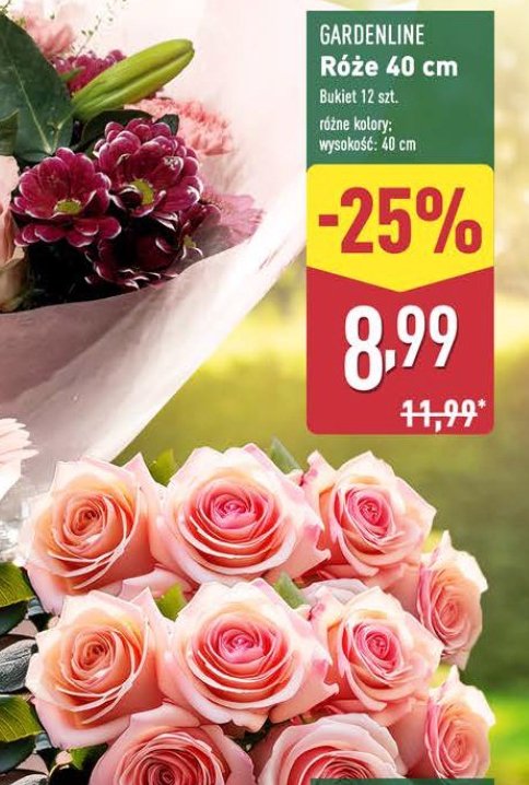 Róże 40 cm promocja