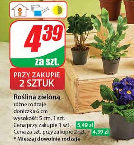 Roślina zielona promocja