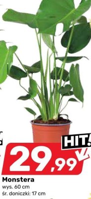 Monstera 38 cm promocja w Bricomarche