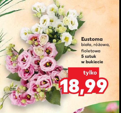 Eustoma fioletowa promocja