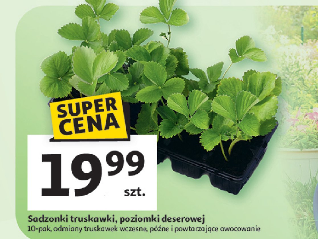 Poziomka promocja