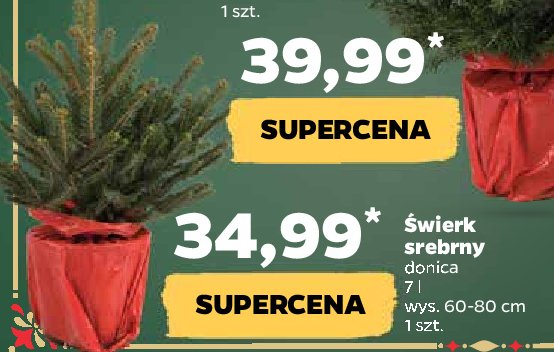 Świerk srebrny promocja