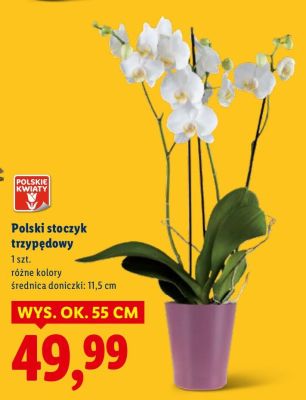 Polski storczyk trzypędowy promocja w Lidl