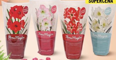Amaryllis cebulka 1 szt. promocja w Delikatesy Centrum