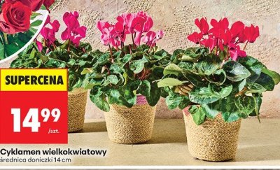 Cyklamen wielkokwiatowy średnica 14 cm promocja w Biedronka
