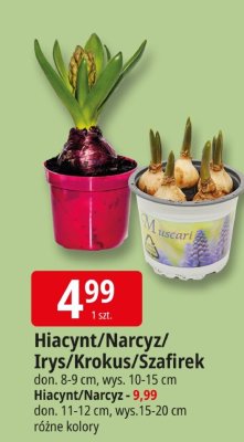 Hiacynt/Narcyz/Irys/Krokus/Szafirek promocja w Leclerc