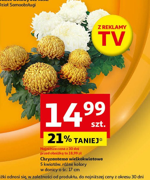 Chryzantema wielkokwiatowa 5 kwiatów misa 17 cm promocja w Auchan