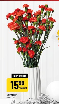Goździki bukiet 7 szt. promocja w POLOmarket