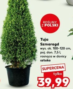 Tuja szmaragd 100-120 cm promocja