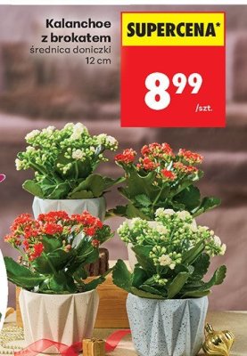 Kalanchoe z brokatem promocja w Biedronka