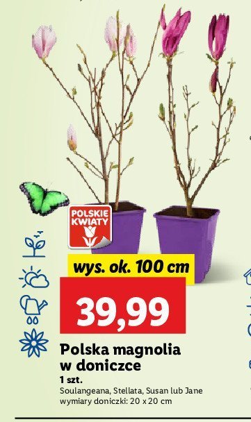 Magnolia stellata promocja w Lidl