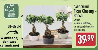 GARDENLINE Ficus Ginseng - Bonsai promocja w Aldi