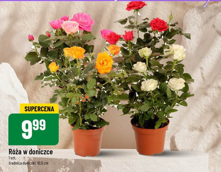 Róża śr. 10.5 cm promocja w POLOmarket