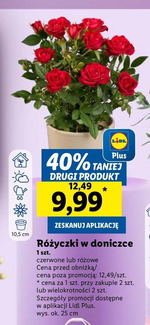 Róże czerwone śr. 10.5 cm promocja w Lidl