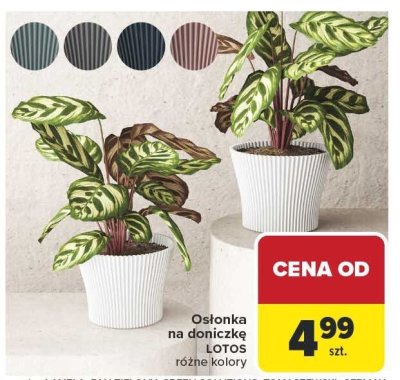 Osłonka na doniczkę LOTOS różne kolory promocja w Carrefour