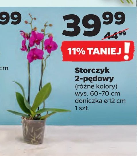 Storczyk 2-pędowy 12 cm promocja