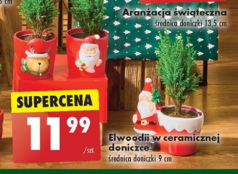 Elwoodi z ceramicznym mikołajem promocja