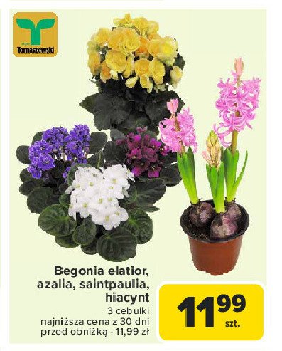 Begonia elatior Tomaszewski promocja