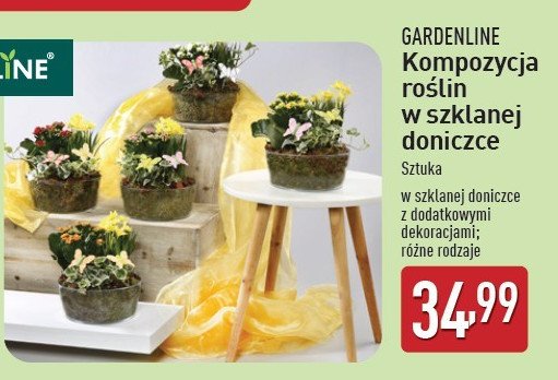 Kompozycka roślin w szkle GARDEN LINE promocja w Aldi