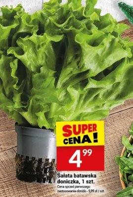 Sałata batawska doniczka, 1 szt. promocja w Twój Market