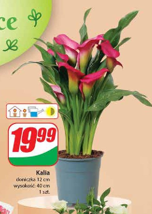 Kalia ok. 40 cm promocja