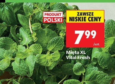 Mięta XL Vital Fresh promocja w Biedronka