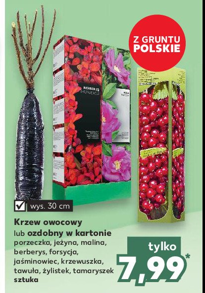 Krzew ozdobny tawu艂a promocja