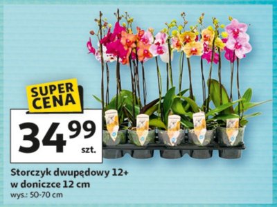 Storczyk dwupędowy 12+ w doniczce 12 cm promocja w Auchan