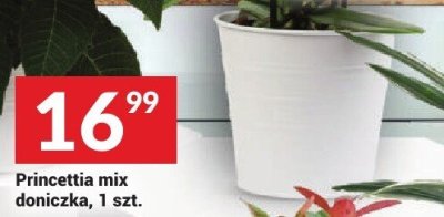 Princettia mix doniczka, 1 szt. promocja w Twój Market