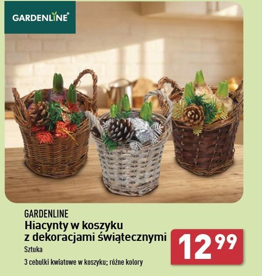 Hiacynt w koszyku promocja