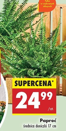 Paproć don. 17 cm promocja w Biedronka