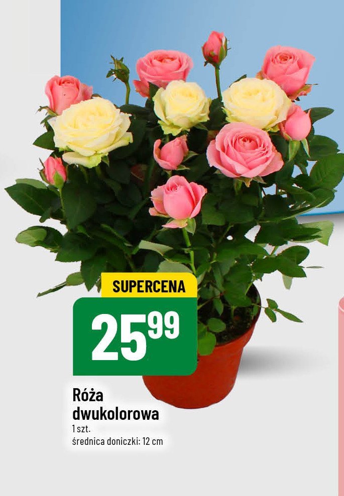 Róża dwukolorowa 12 cm promocja