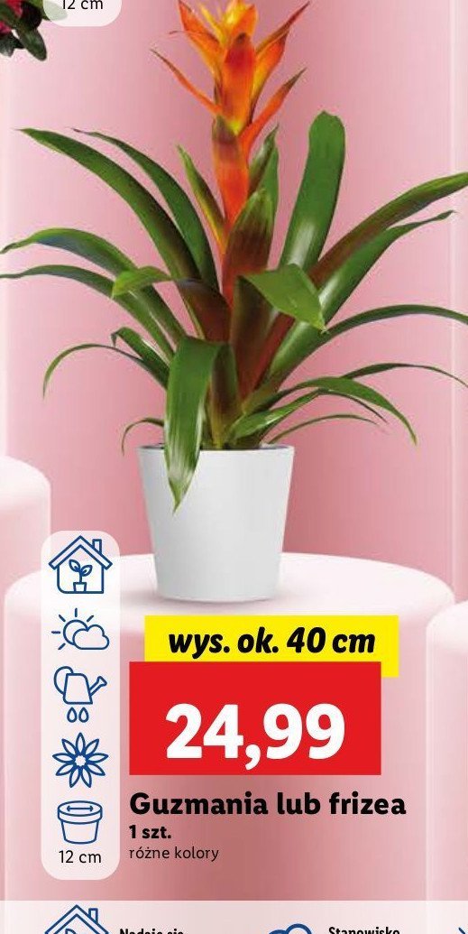 Guzmania promocja w Lidl