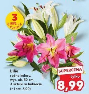 Lilia 50 cm promocja
