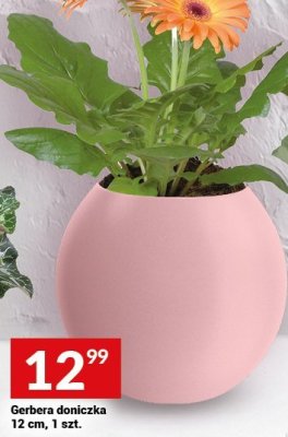 Gerbera doniczka 12 cm, 1 szt. promocja w Twój Market