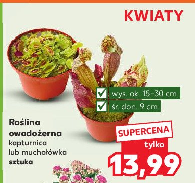 Kapturnica promocja w Kaufland