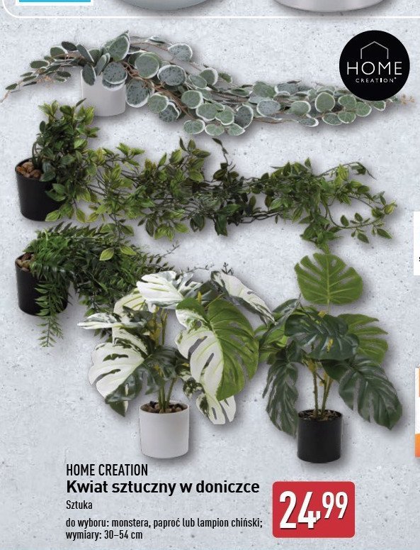 Monstera Home creation promocja w Aldi