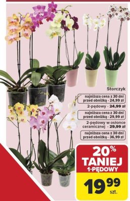 Storczyk 1-pędowy promocja w Carrefour